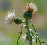 Pitcher's thistle